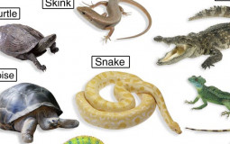 Reptiles (Nonfictional)